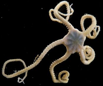 Media type: image;   Invertebrate Zoology 152374